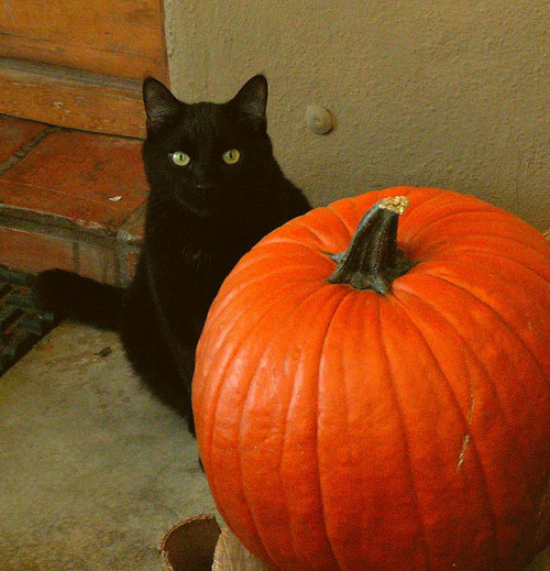 autumnnightswinterplights: Black Cat Pumpkin by cobalt123