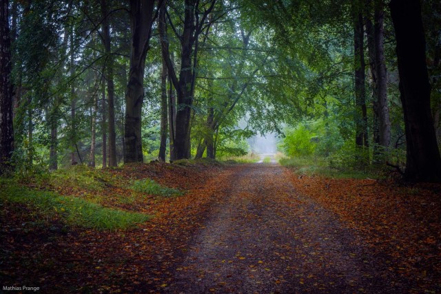 And here a last bunch of photos from my walk in the forest on the last weekend