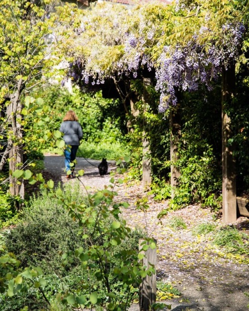 Woman walking her dog down a #path in the #beautiful surrounds of #villagehomes #davisca #california