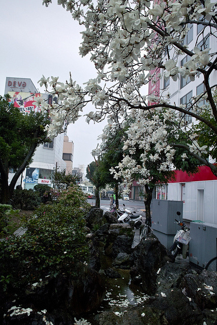 slyf0xes:  by oh_gonta  