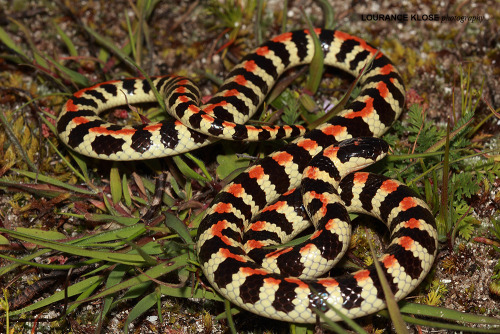 exotic-venom:(Homoroselaps lacteus) spotted harlequin snake  Venom likely neurotoxic but considered 