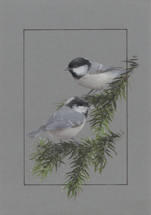 Coal tit (Periparus ater)