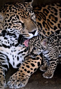 janetmillslove:  Leopard and cub moment love