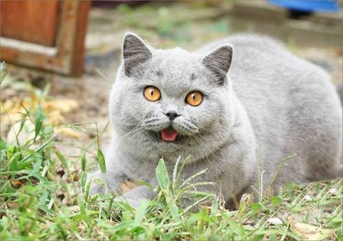 scottishstraight:This face! © “Chatterie du Panier Douillet” cattery