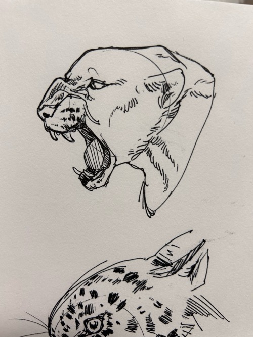 Animal Heads From Reference! I Love Drawing With Pen, Makes Me Think About What Im Putting Down. Im Also