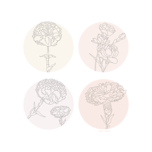 ana-mikh: carnations for anon 19/10/2017