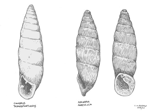Illustration of two species of Anatolian snails, Chondrus tournefortianus (left), and Albinaria anat