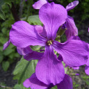 purplelunaria avatar