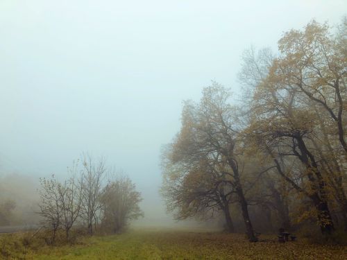 Foggy woods photo journal part IV.  Visegrad mountains, Hungary.Photo taken by me.