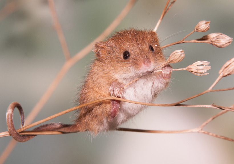  this is a harvest mouse appreciation post 