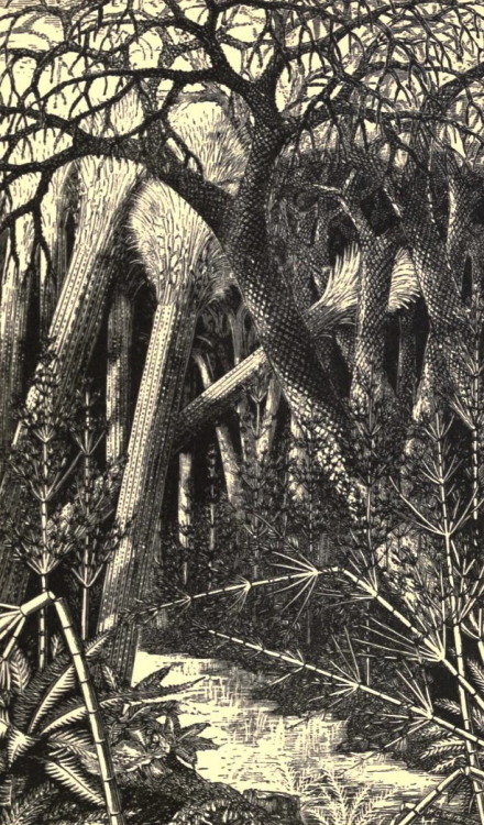 antediluvianechoes: Carboniferous forest scenes by Heinrich Harder, Bruce Horsfall, &amp; W. C. Smit