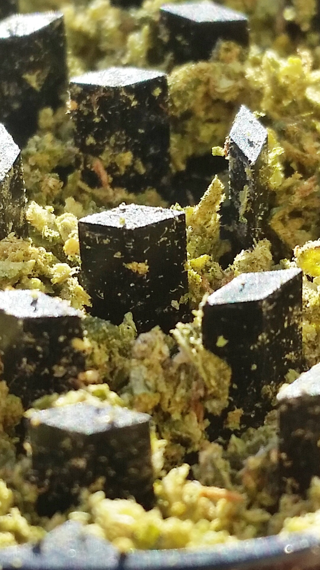 reddlr-trees:  The grinder this christmas. [5]