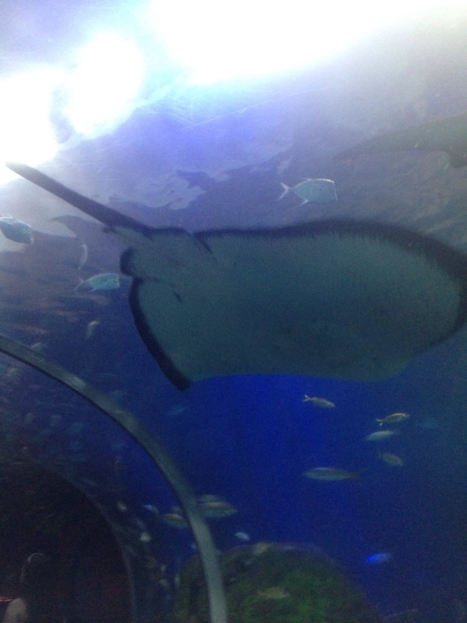 I went to the aquarium again today!
