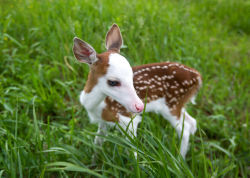 moreanimalia:    Meet Dragon, a white-faced fawn who needed to be bottle-fed after being rejected by its mother at a northern Kent County farm. His birth mother, “Bunny” is also a piebald whitetail deer. Piebald means they have a genetic defect causing