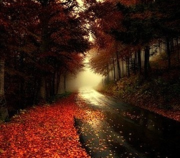 Foggy Mountain Road, Liguria, Italy    