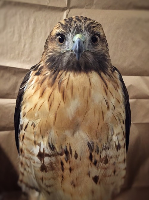 chasingthehawk:You’re getting sleeeeepy…Cooter’s going to retire for the evening, right foot tucked 