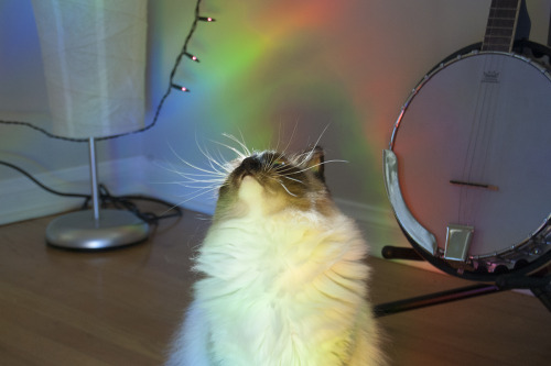 space-grunge:Frankie playing in the rainbows.Follow Frankie on Instagram, @frankiepuss!