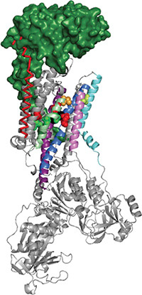 Researchers Reveal a New Pathway Through the Sodium Pump