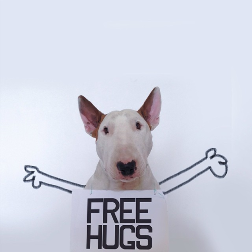 Dog owner creates fun and adorable illustrations with his Bull Terrier[via rafaelmantesso]