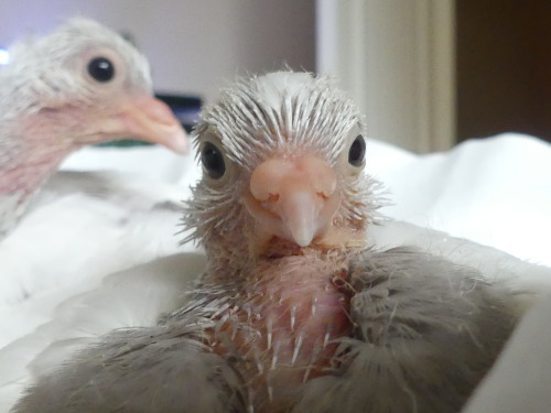 chickenkeeping:Bell has little divots in her cere, not sure why? but i do not think they will last i