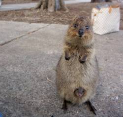 awwww-cute:  That’s one proud mama (Source: