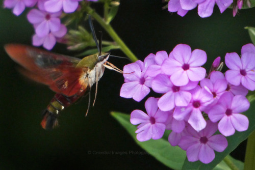 celestialmacros:Ok, one more clearwing postHummingbird clearwing moth (Hemaris thysbe)July 27, 2018S