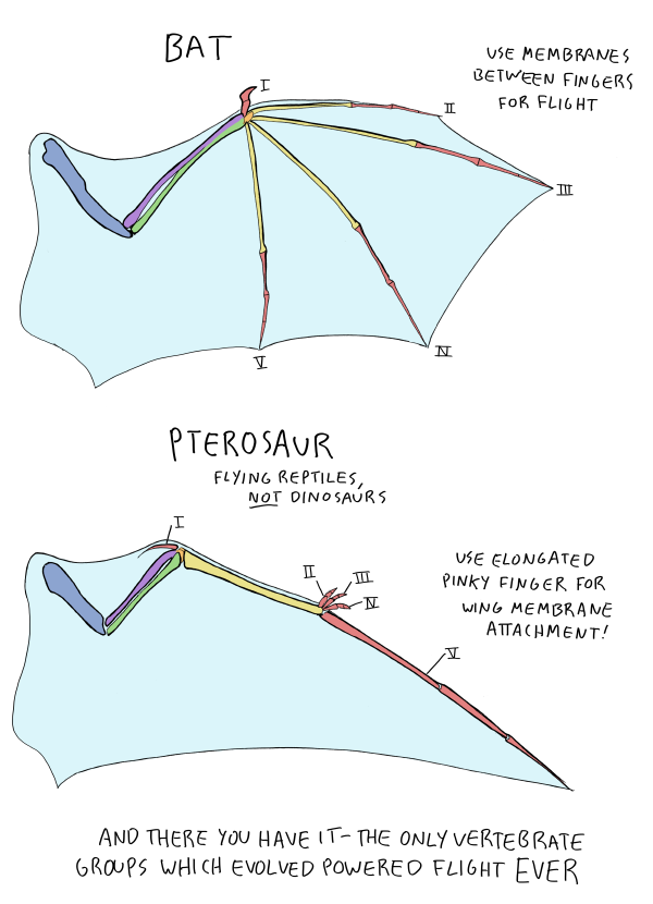 rene-art:  abby-howard:  ANOTHER ANATOMY POST! Only three vertebrate groups have