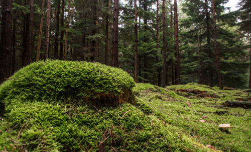 Stoney Castle stump and Russula by markhortonphotography