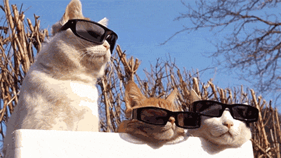 3 chats avec des lunettes de soleil - GIF