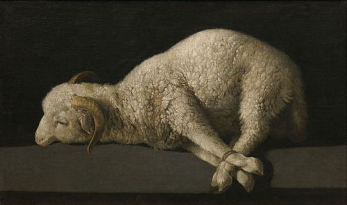 wonderwarhol:The Lamb of God, 1635-40, by Francisco de Zurbarán (1598–1664)