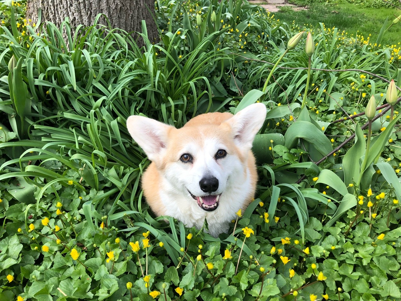 scampthecorgi:  Happy May, friends! It’s time to bloom!