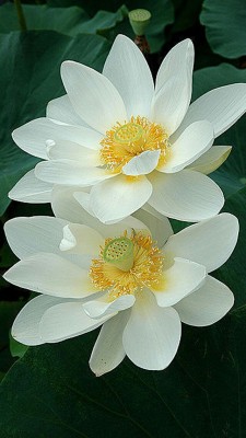 mydarkangel2pls:  akhan2001:  Lotus.   @hptals