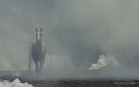 welshponies: Mysterious “silk road” horses: the Akhal Teke. 