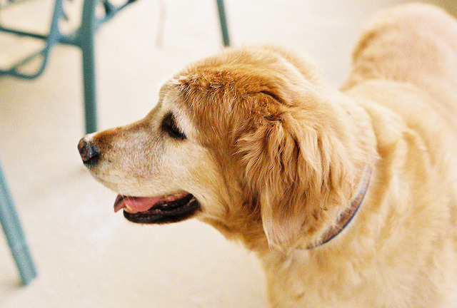 alwayshave-hope:  Zachary by chelseajpgr on Flickr. 