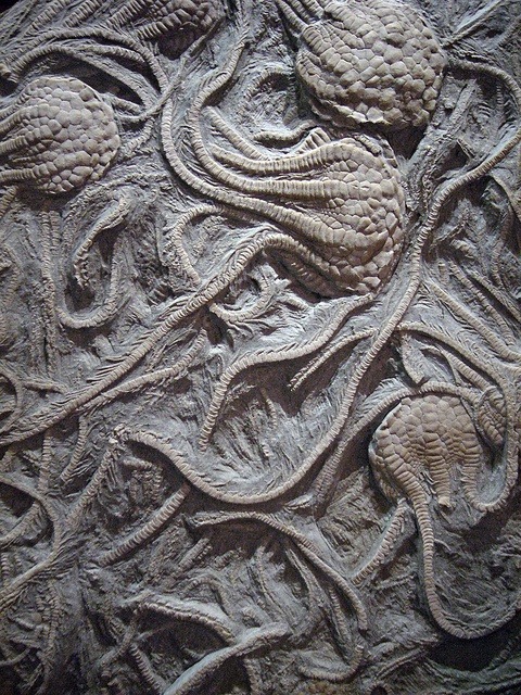 blackdivine:Fossilized Crinoids