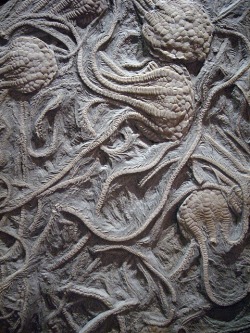 ronbeckdesigns:  Fossilized Crinoids by golanlevin