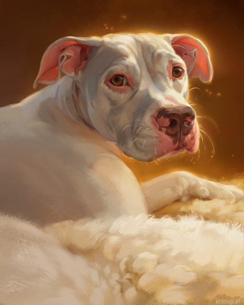 pit bull portrait