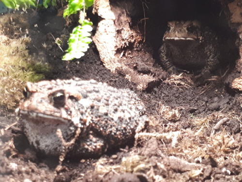 toadsandtiels:Chunk, leering at Chode from his log.