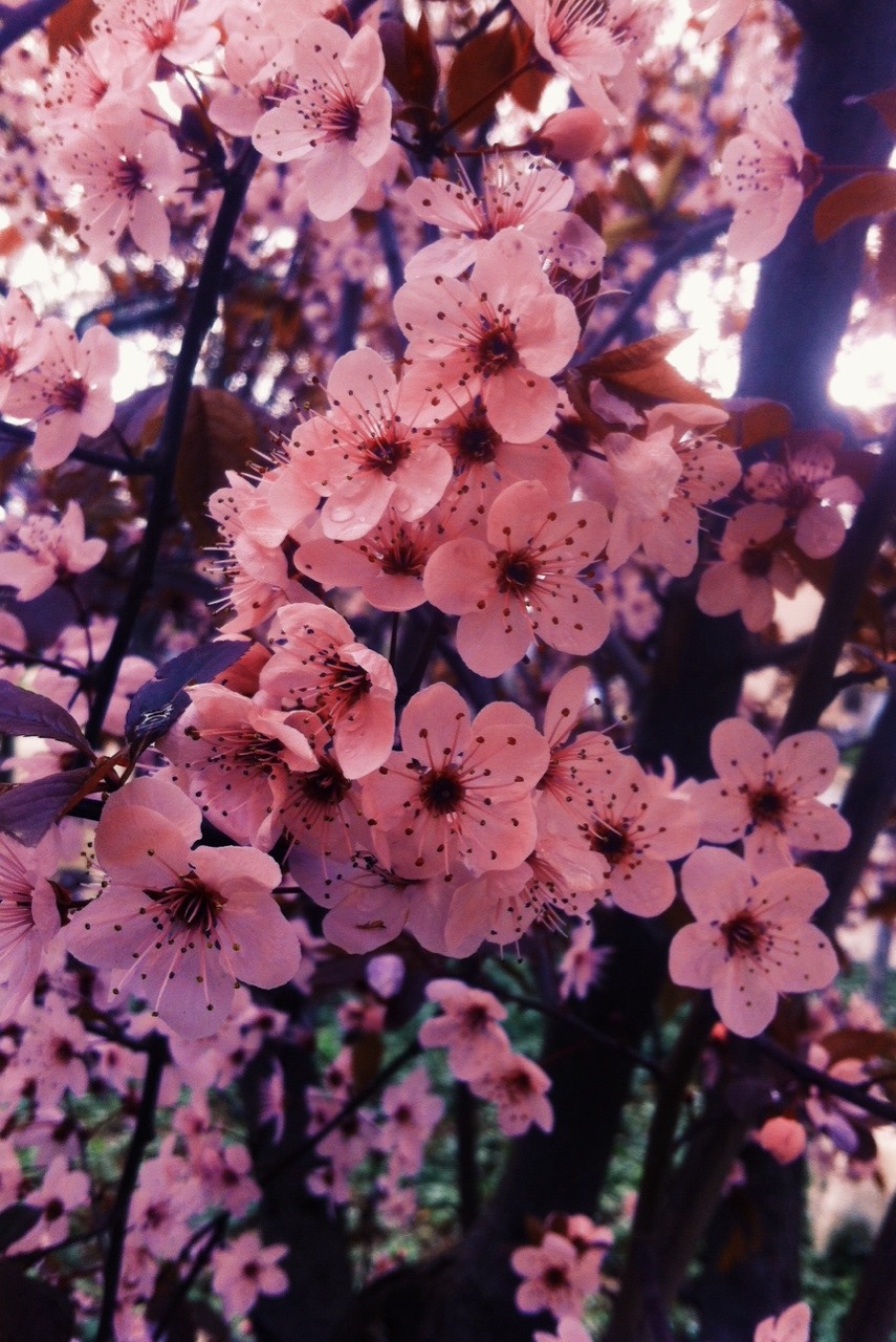 thepolardream:  www.thepolardream.tumblr.com   