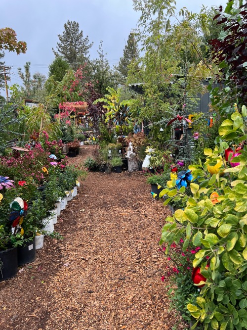 This Plant Nursery Up The Mountain Was So Lovely
