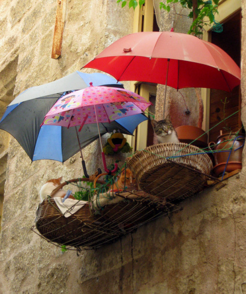 When you construct a shaded balcony with umbrellas and baskets for your kitties, you&rsquo;ve arrive