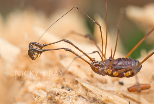 tgmember: onenicebugperday: Harvestman (Opiliones), SingaporePhotos by Nicky Bay on Flickr // Websit