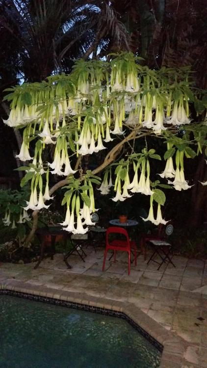 “Angel’s trumpet is in full bloom” by /u/emzulIn the comments they mention this specimen is 15 years