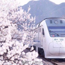 cctvnews:  A Chinese photographer captured a bullet train passing by a “flower sea” near Juyong Pass in Changping District,Beijing. Some netizens said the train was “bounding for the spring”, after seeing the photos online.