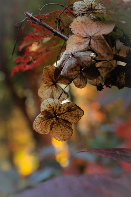 It&rsquo;s early November and the Oakleaf hydrangea is still grabbing the attention. There are f