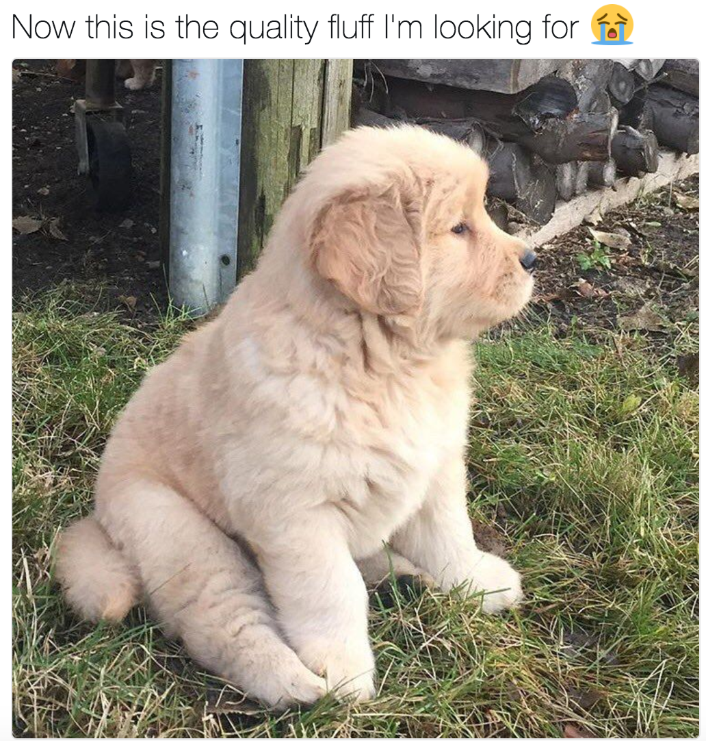 babyanimalgifs