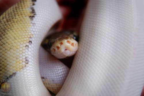 daedricsnakes: snoot