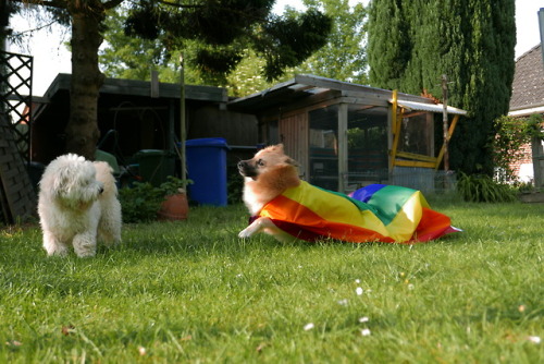 nefja:nefja:It’s pride month! It’s the last day of pride month but nevertheless, keep being awesome!