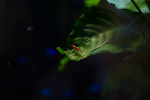 I got a new lens for my camera. I’m excited! I took some pictures of my fish tank to try things out 