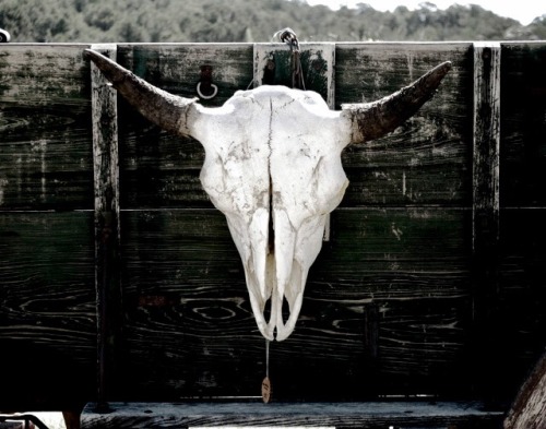Built For The Wild